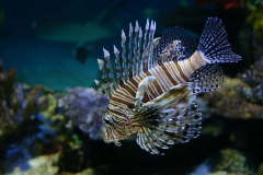 haluci