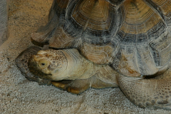 teki