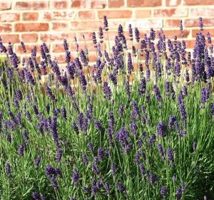 Lavandula officinalis