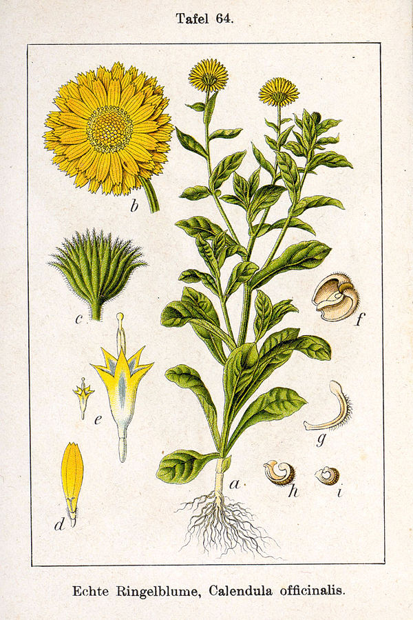 Calendula officinalis