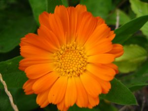Calendula officinalis