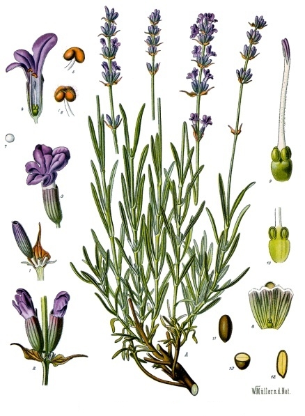 avandula_angustifolia_-_Köhler–s_Medizinal-Pflanzen-087
