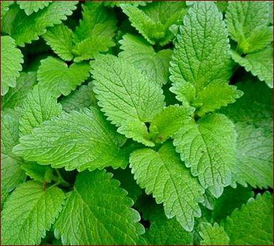 Melissa Officinalis