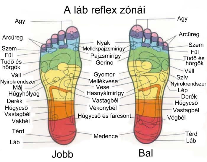 A láb reflex zónái